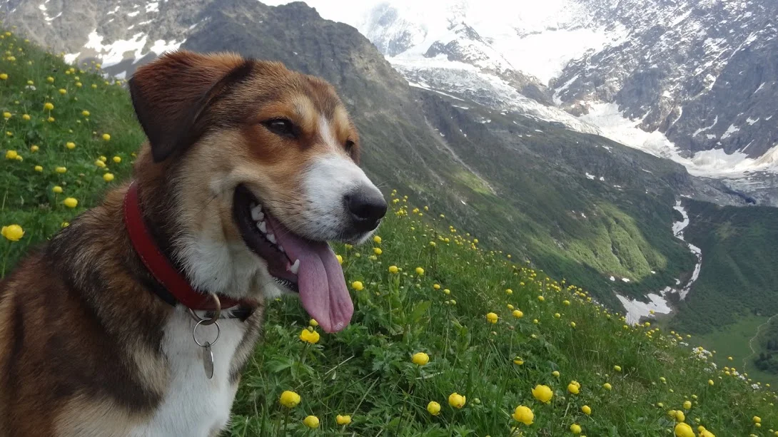 Chien heureux dans les montagnes