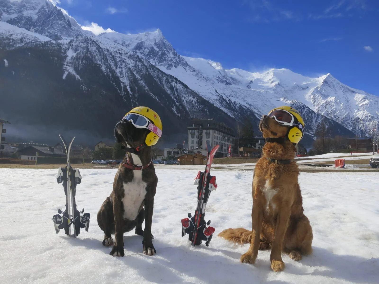 Chien assis dans les montagnes au-dessus de Chamonix