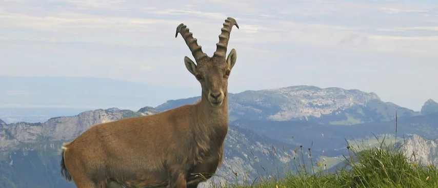 Chamonix Summer Holiday(s), Chamonix Family Trips, Chamonix Activities, Parc de Merlet