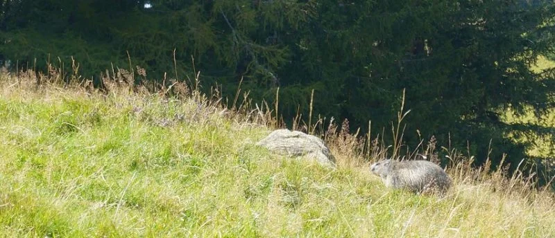 marmotte-854x367