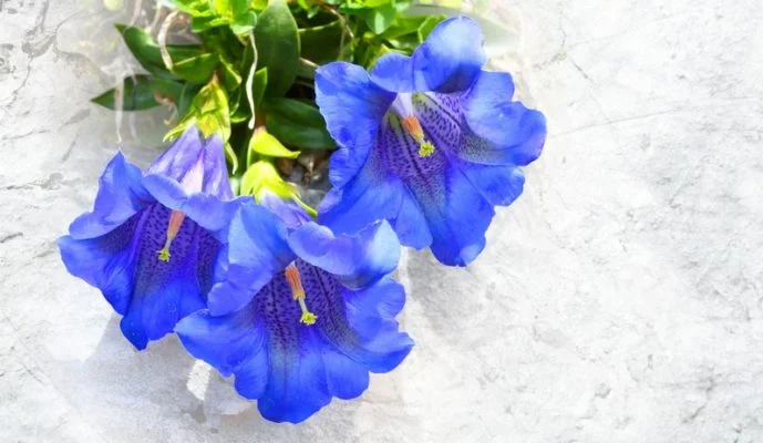 Gentian flower