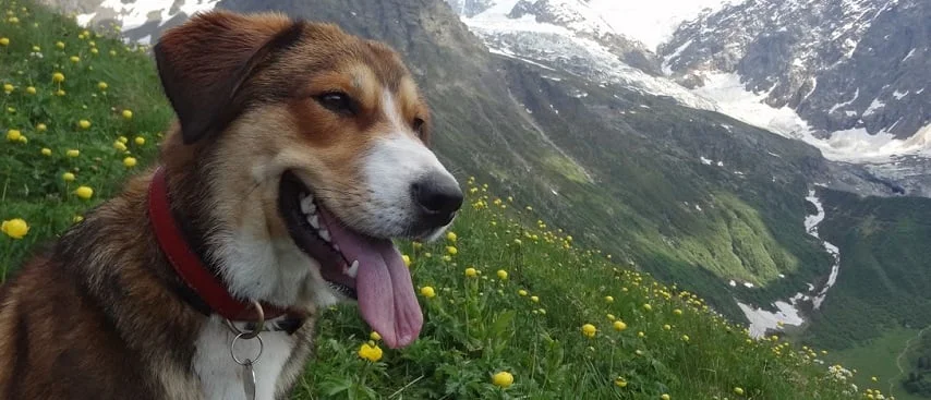 Randonner avec son chien à Chamonix : guide complet