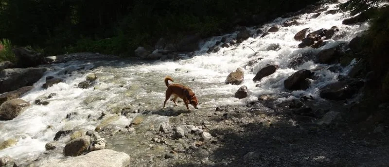 drinking-in-the-waterfalls-854x367 randonner avec son chien à Chamonix