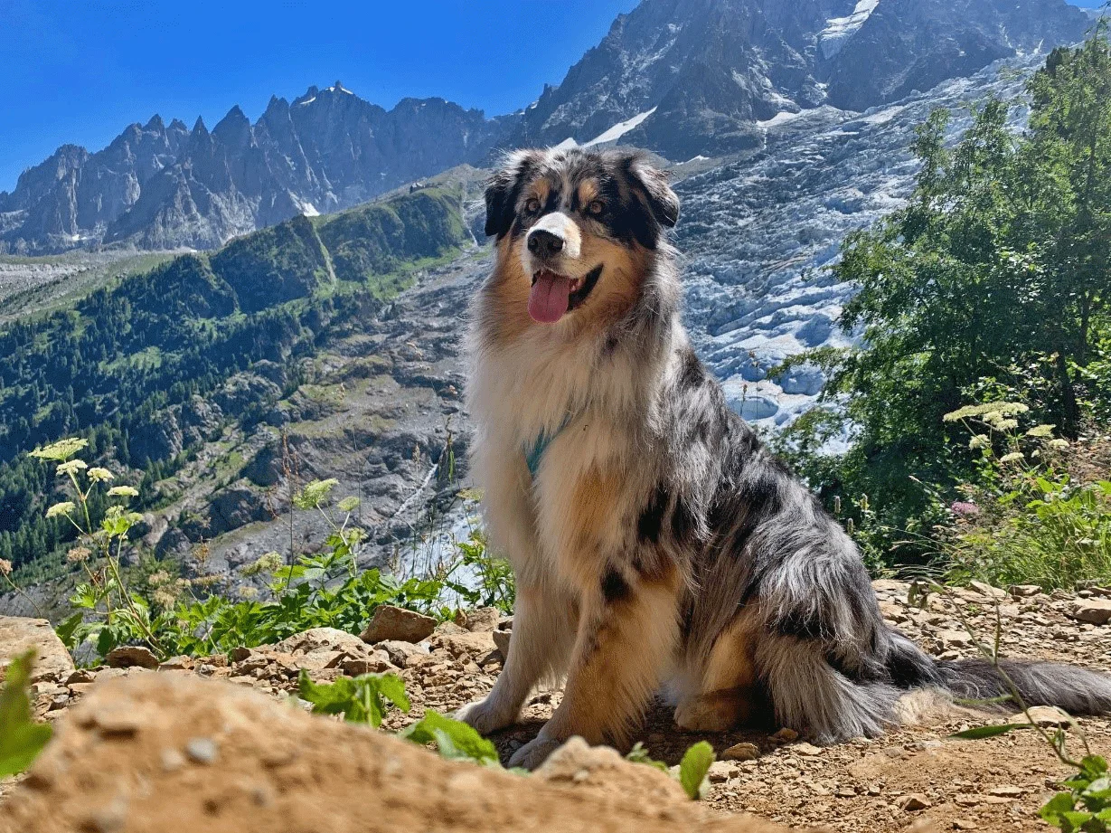 Explorer Chamonix avec votre animal : le guide pet-friendly