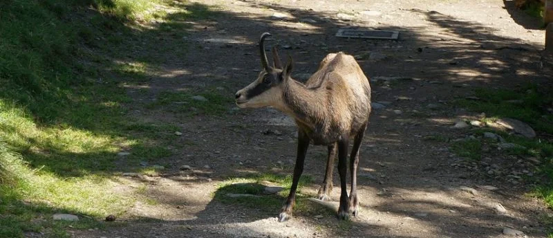 chamois-854x367