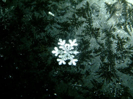 greensnowflake