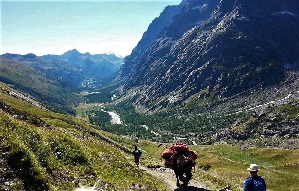 donkeys-heading-from-le-grande-col-ferret_near-la-fouly Tour du Mont Blanc