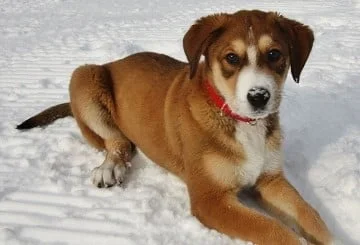 Pet Dog called bear in the snow