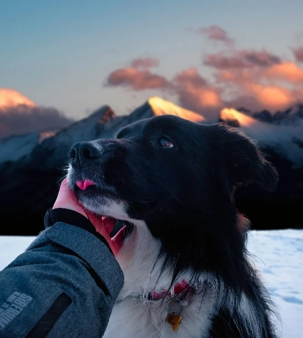 Chien dans la neige dans les montagnes au-dessus de Chamonix